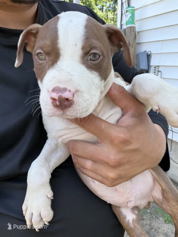 Brutus – American Bully puppy for sale in Delran Township, NJ