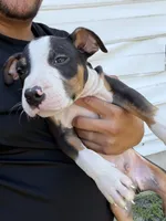 Dexter, a male American Bully for sale in Delran Township, NJ – 2 of 5