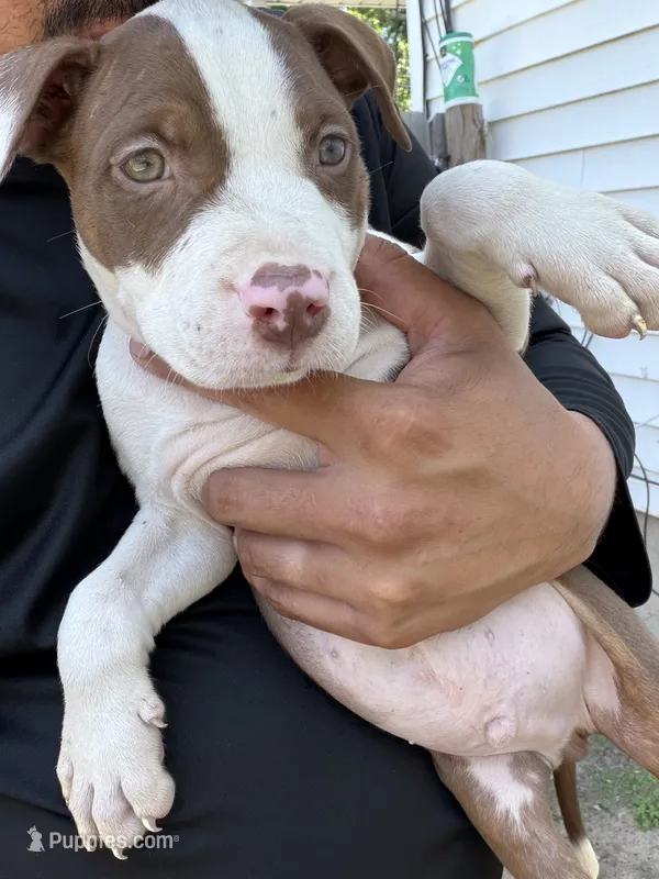 Rex – American Bully puppy for sale in Delran Township, NJ