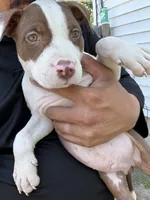 Rex, a male American Bully for sale in Delran Township, NJ – 1 of 3