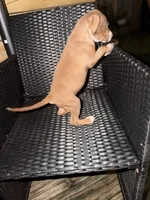 Luna, a male American Bully for sale in Delran Township, NJ – 2 of 7