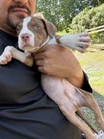 Brutus, a male American Bully for sale in Delran Township, NJ – 2 of 5