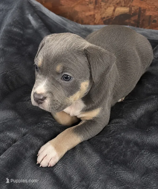 Bella , a female American Bully for sale in Delran Township, NJ – 1 of 1