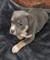 Bella , a female American Bully for sale in Delran Township, NJ – 1 of 1