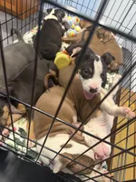 Dexter, a male American Bully for sale in Delran Township, NJ – 5 of 5
