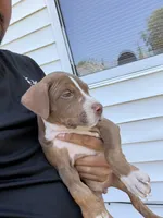 Luna, a male American Bully for sale in Delran Township, NJ – 3 of 7