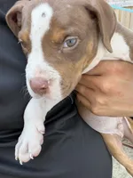 Brutus, a male American Bully for sale in Delran Township, NJ – 3 of 5