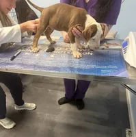 King, a male American Bully for sale in Delran Township, NJ – 3 of 4
