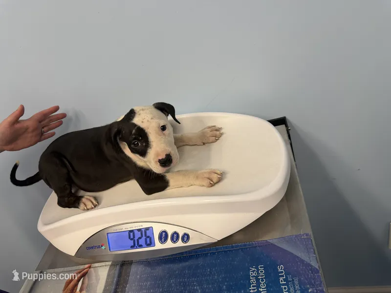 Oreo – American Bully puppy for sale in Delran Township, NJ