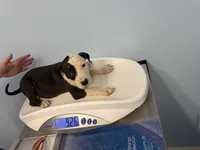 Oreo, a male American Bully for sale in Delran Township, NJ – 1 of 3