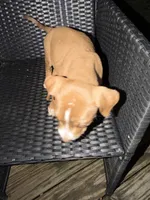 Luna, a male American Bully for sale in Delran Township, NJ – 5 of 7