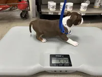 Luna, a female American Bully for sale in Delran Township, NJ – Photo 5 of 5