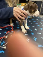 Luna, a female American Bully for sale in Delran Township, NJ – Photo 2 of 5