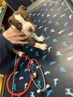 Luna, a female American Bully for sale in Delran Township, NJ – Photo 3 of 5