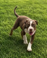Rex, a male American Bully for sale in Delran Township, NJ – 2 of 6