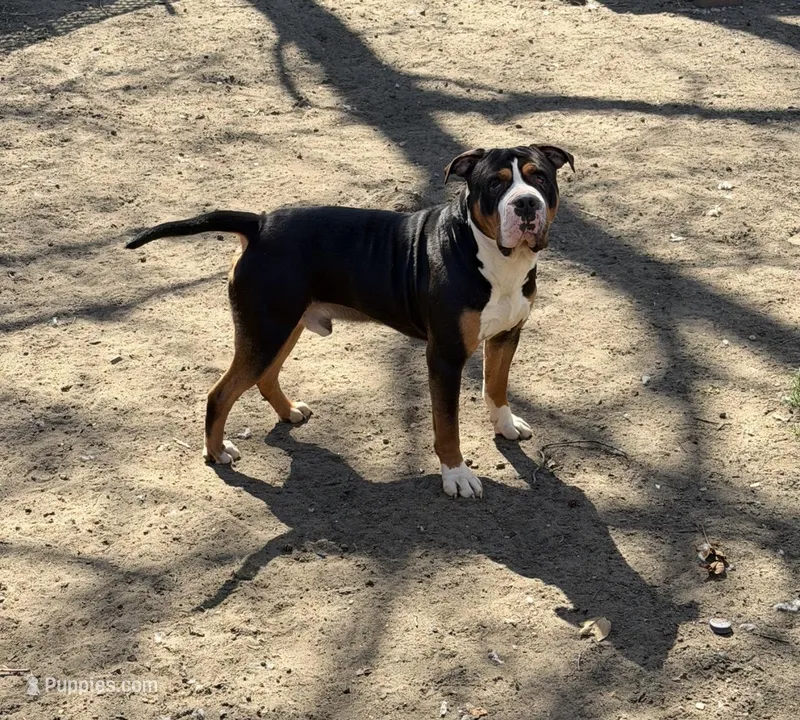 Hulk – American Bully puppy for sale in Delran Township, NJ