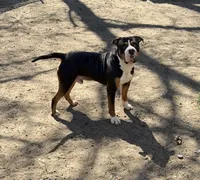 Hulk, a male American Bully for sale in Delran Township, NJ – Photo 1 of 3