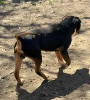 Hulk, a male American Bully for sale in Delran Township, NJ – Photo 3 of 3
