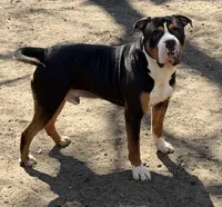 Hulk, a male American Bully for sale in Delran Township, NJ – Photo 2 of 3