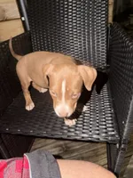 Luna, a male American Bully for sale in Delran Township, NJ – 7 of 7