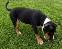 Bruce, a male American Bully for sale in Delran Township, NJ – 2 of 7
