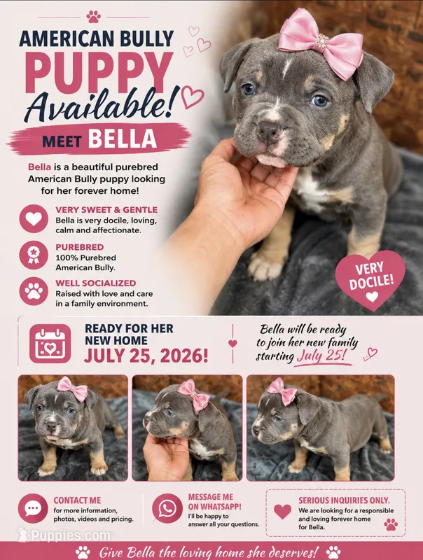 Bella  – American Bully puppy for sale in Delran Township, NJ