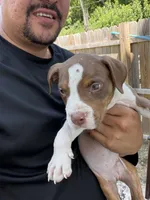 Brutus, a male American Bully for sale in Delran Township, NJ – 4 of 5