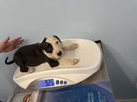 Oreo, a male American Bully for sale in Delran Township, NJ – 2 of 3