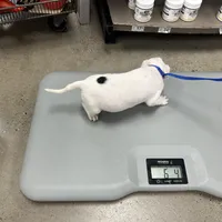 Brutus , a male American Bully for sale in Delran Township, NJ – Photo 2 of 4