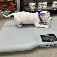 Brutus , a male American Bully for sale in Delran Township, NJ – Photo 3 of 4