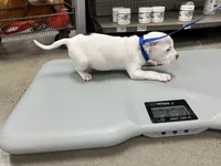 Brutus , a male American Bully for sale in Delran Township, NJ – Photo 3 of 4