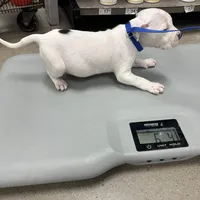 Brutus , a male American Bully for sale in Delran Township, NJ – Photo 4 of 4