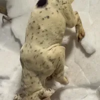 Brutus , a male American Bully for sale in Delran Township, NJ – Photo 1 of 4