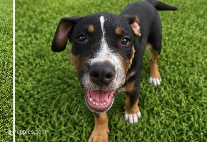 Bruce – American Bully puppy for sale in Delran Township, NJ