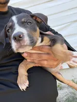 Bruce, a male American Bully for sale in Delran Township, NJ – 2 of 4
