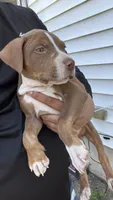 Luna, a male American Bully for sale in Delran Township, NJ – 6 of 7