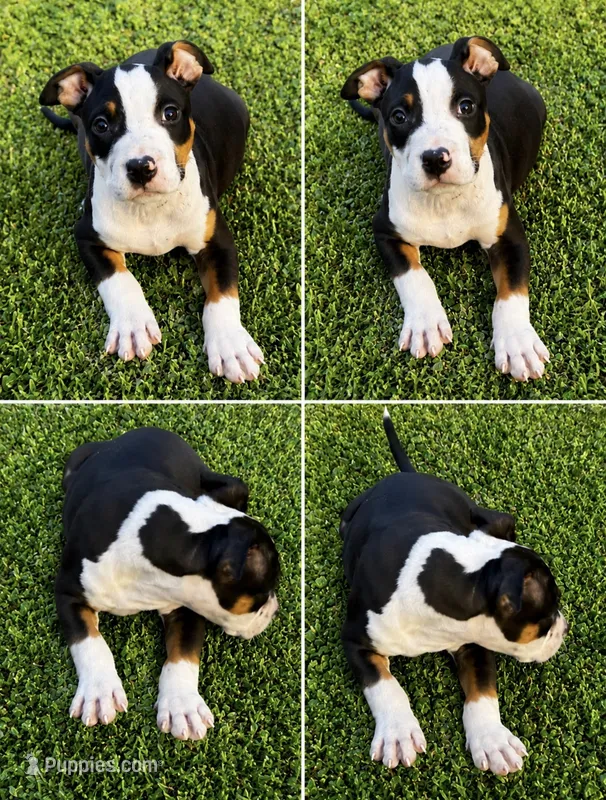 Dexter – American Bully puppy for sale in Delran Township, NJ