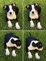 Dexter, a male American Bully for sale in Delran Township, NJ – 1 of 5