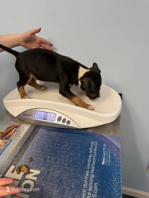Bruce – American Bully puppy for sale in Delran Township, NJ