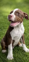 Rex, a male American Bully for sale in Delran Township, NJ – 3 of 6