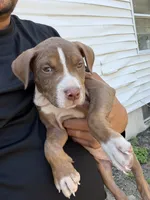 Luna, a male American Bully for sale in Delran Township, NJ – 4 of 7
