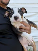 Dexter, a male American Bully for sale in Delran Township, NJ – 4 of 5