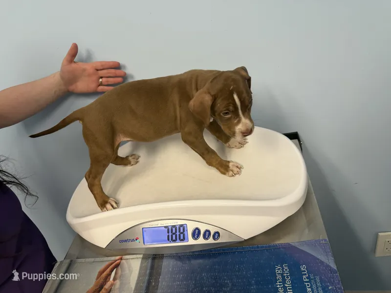Luna – American Bully puppy for sale in Delran Township, NJ