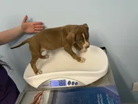 Luna, a male American Bully for sale in Delran Township, NJ – 1 of 7
