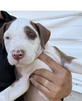 King, a male American Bully for sale in Delran Township, NJ – 1 of 4