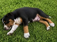 Bruce, a male American Bully for sale in Delran Township, NJ – 3 of 7