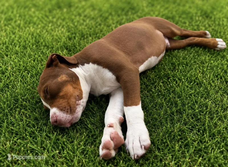 Rex – American Bully puppy for sale in Delran Township, NJ