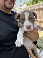 Brutus, a male American Bully for sale in Delran Township, NJ – 5 of 5