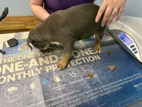 Bella , a female American Bully for sale in Delran Township, NJ – 5 of 5