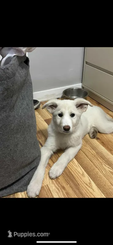 Snowflake  – Alaskan Husky, Labrador Retriever puppy for sale in Chicago, IL